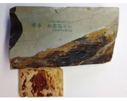 Природный камень Shobudani Tomae 936 г с нагурой Okudono -foto5