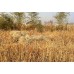 Маскувальний костюм Ghillie Suit - Desert